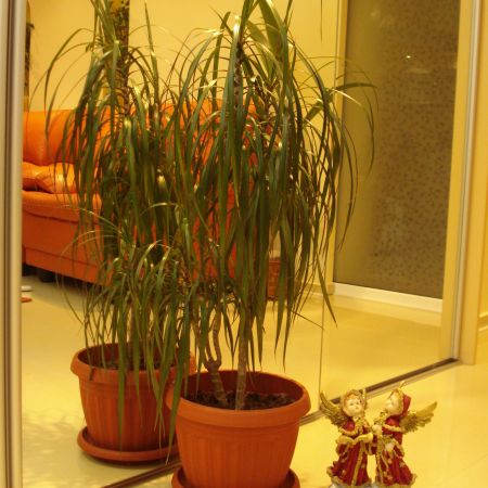 Dracena(mihaela)